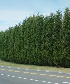 Brighter Blooms Evergreen & Privacy Leyland Cypress Tree