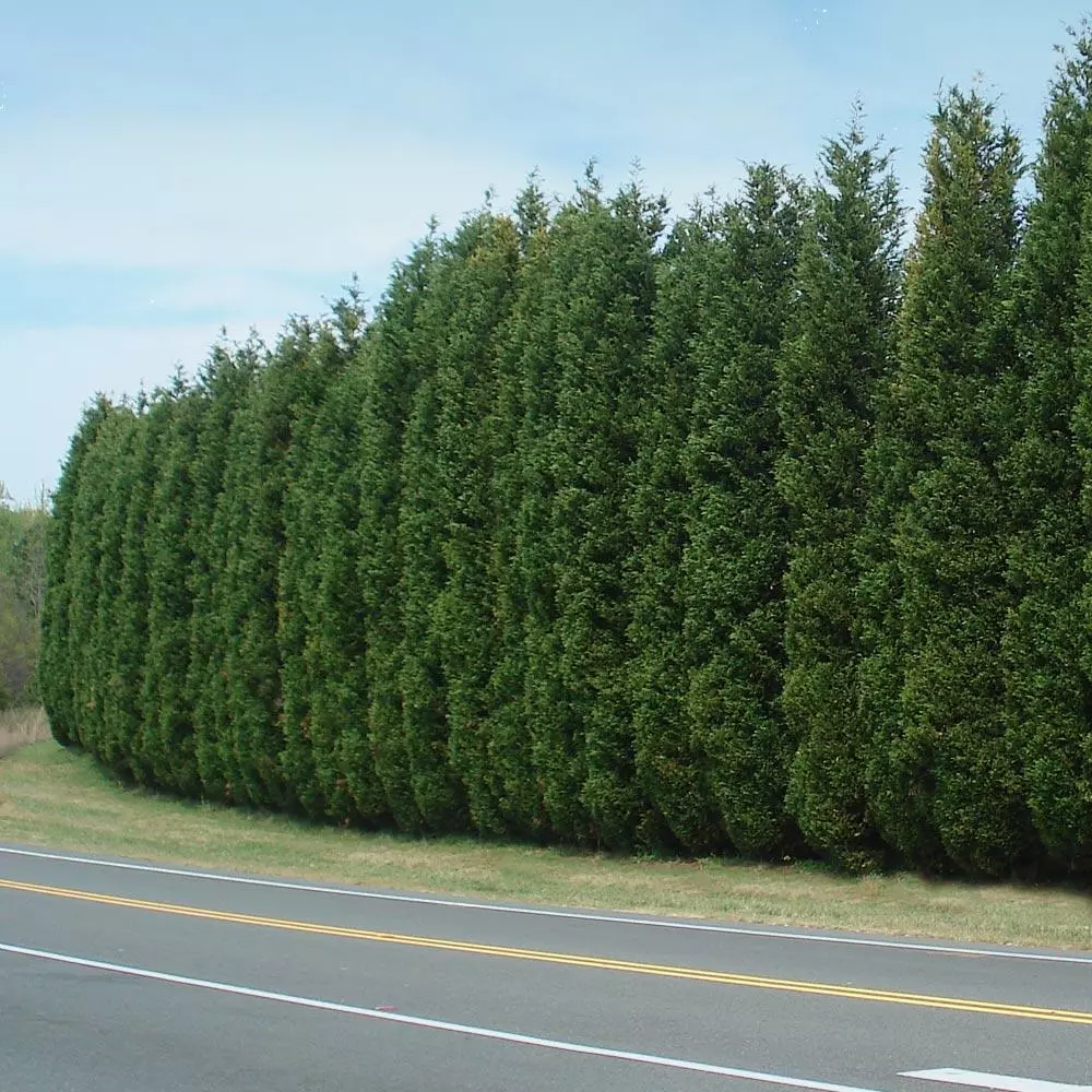 Brighter Blooms Evergreen & Privacy Leyland Cypress Tree 2 Brighter Blooms Evergreen & Privacy Leyland Cypress Tree
