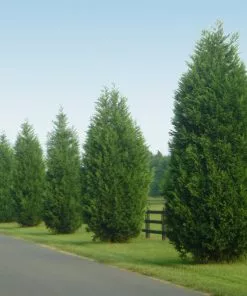 Brighter Blooms Evergreen & Privacy Leyland Cypress Tree 11 Brighter Blooms Evergreen & Privacy Leyland Cypress Tree