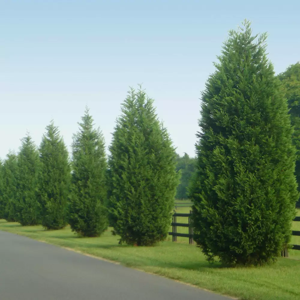 Brighter Blooms Evergreen & Privacy Leyland Cypress Tree 6 Brighter Blooms Evergreen & Privacy Leyland Cypress Tree