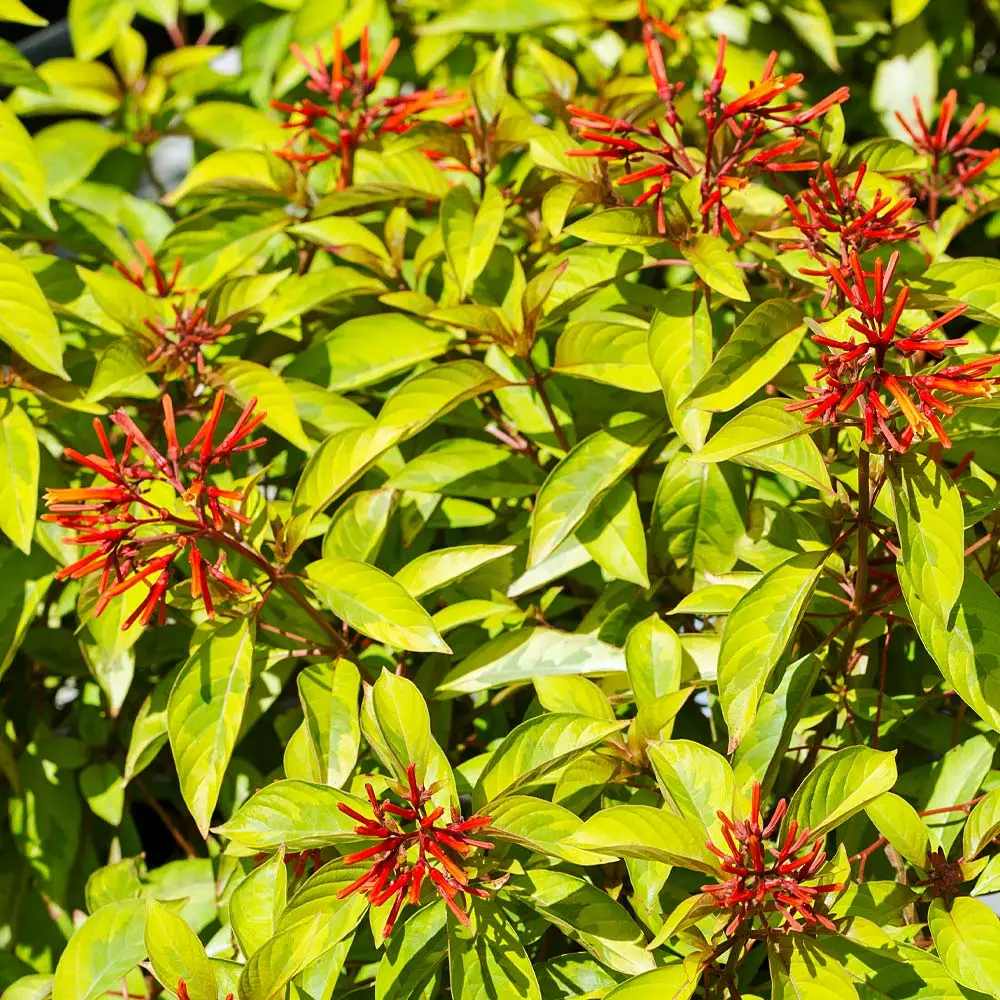 Brighter Blooms Shrubs & Hedges Lime Sizzler™ Firebush 2 Brighter Blooms Shrubs & Hedges Lime Sizzler™ Firebush