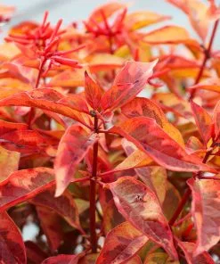 Brighter Blooms Shrubs & Hedges Lime Sizzler™ Firebush 5 Brighter Blooms Shrubs & Hedges Lime Sizzler™ Firebush