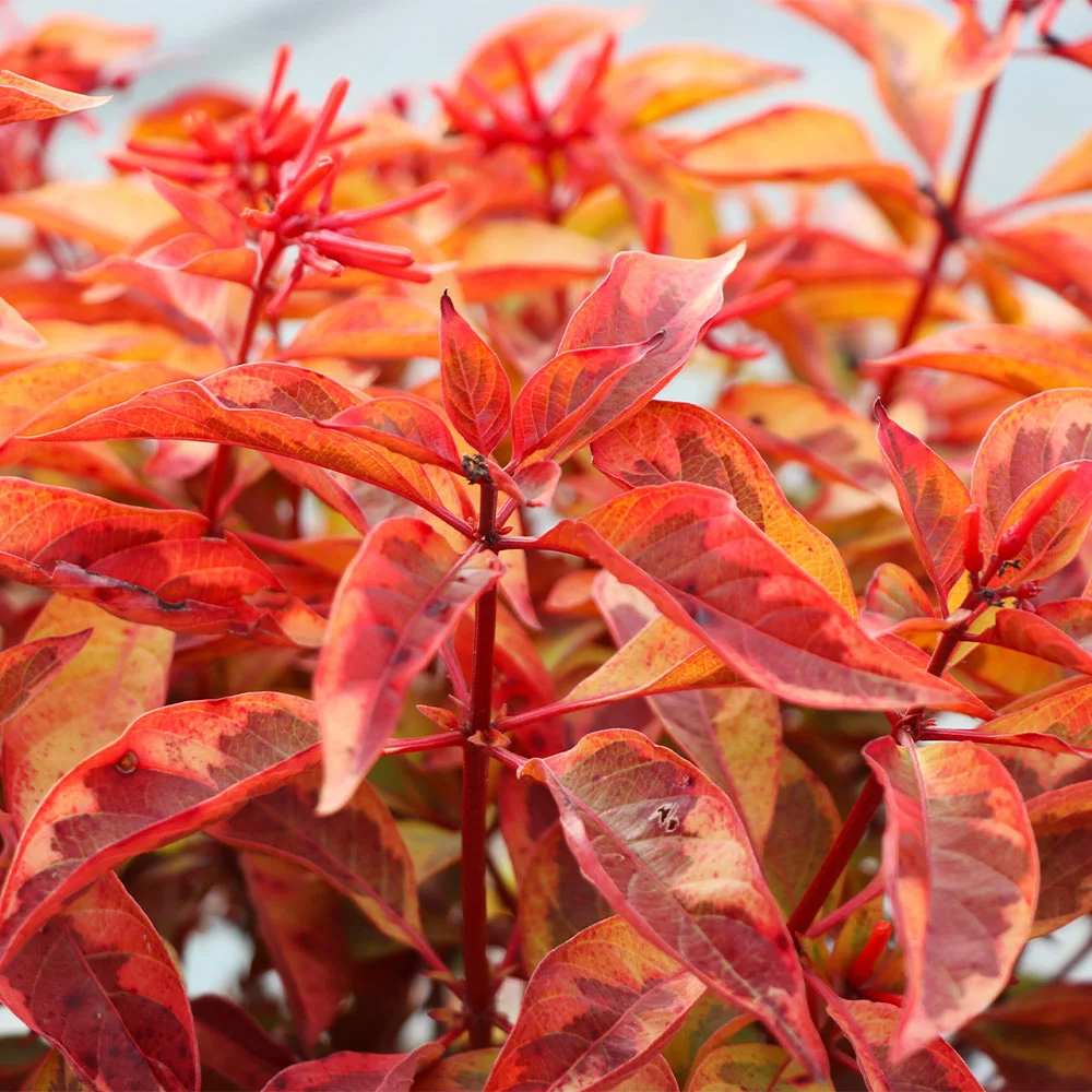 Brighter Blooms Shrubs & Hedges Lime Sizzler™ Firebush 3 Brighter Blooms Shrubs & Hedges Lime Sizzler™ Firebush