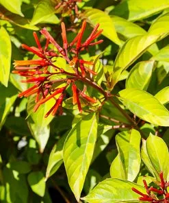 Brighter Blooms Shrubs & Hedges Lime Sizzler™ Firebush