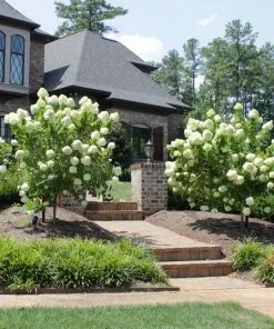 Brighter Blooms Limelight Hydrangea Tree Shrubs & Hedges 8 Brighter Blooms Limelight Hydrangea Tree Shrubs & Hedges