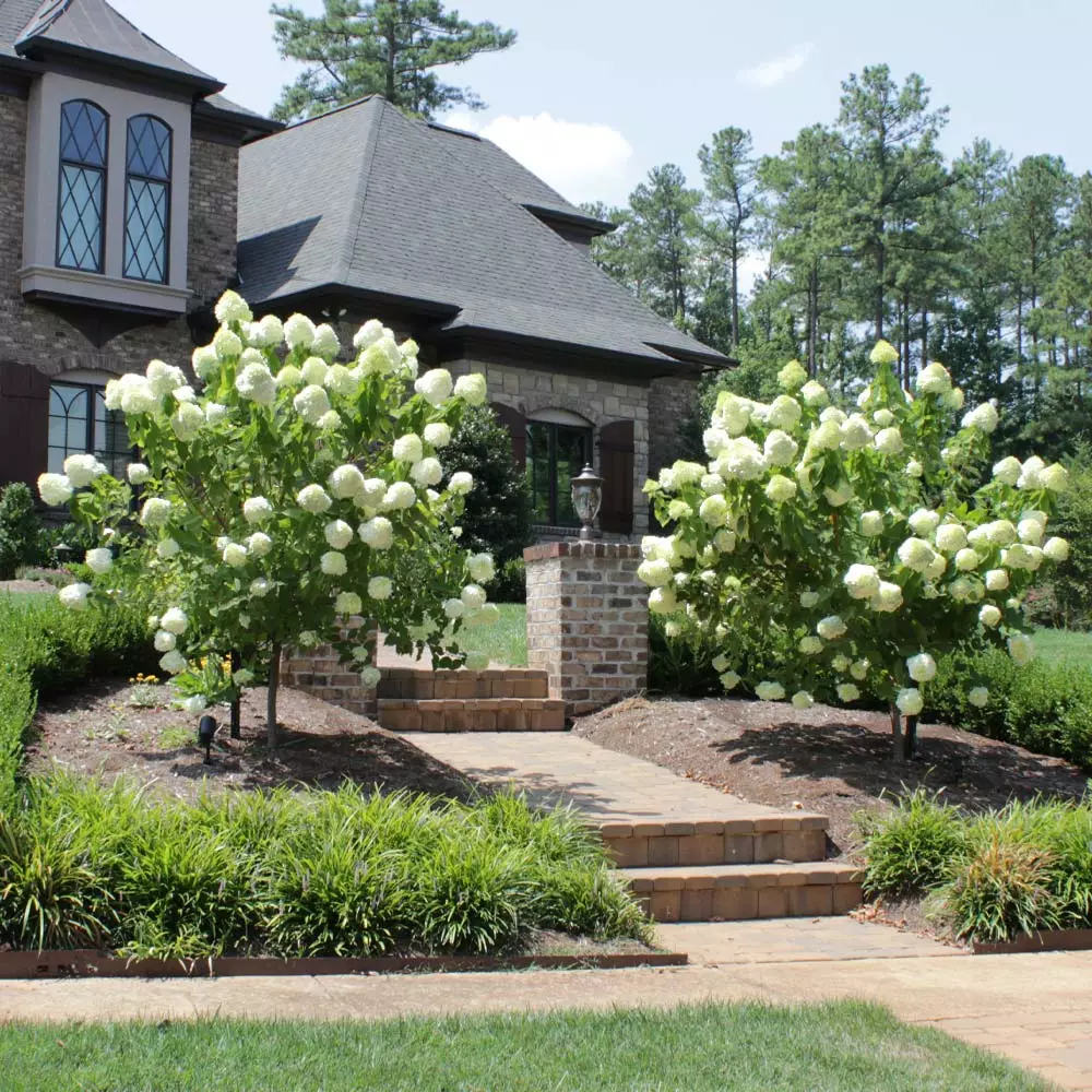 Brighter Blooms Limelight Hydrangea Tree Shrubs & Hedges 3 Brighter Blooms Limelight Hydrangea Tree Shrubs & Hedges