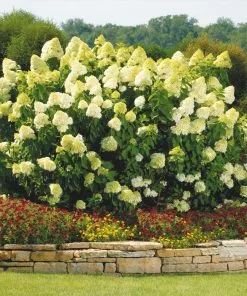 Brighter Blooms Limelight Hydrangea Shrub Shrubs & Hedges
