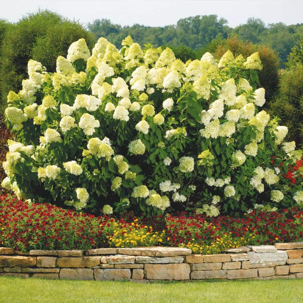 Brighter Blooms Limelight Hydrangea Shrub Shrubs & Hedges 2 Brighter Blooms Limelight Hydrangea Shrub Shrubs & Hedges