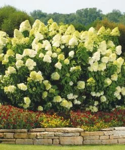 Brighter Blooms Limelight Hydrangea Shrub Shrubs & Hedges