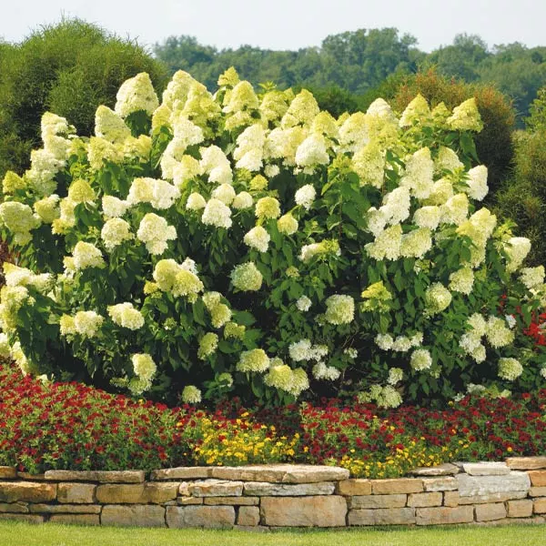 Brighter Blooms Limelight Hydrangea Shrub Shrubs & Hedges 1 Brighter Blooms Limelight Hydrangea Shrub Shrubs & Hedges