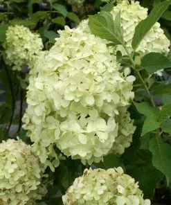 Brighter Blooms Limelight Hydrangea Shrub Shrubs & Hedges 9 Brighter Blooms Limelight Hydrangea Shrub Shrubs & Hedges