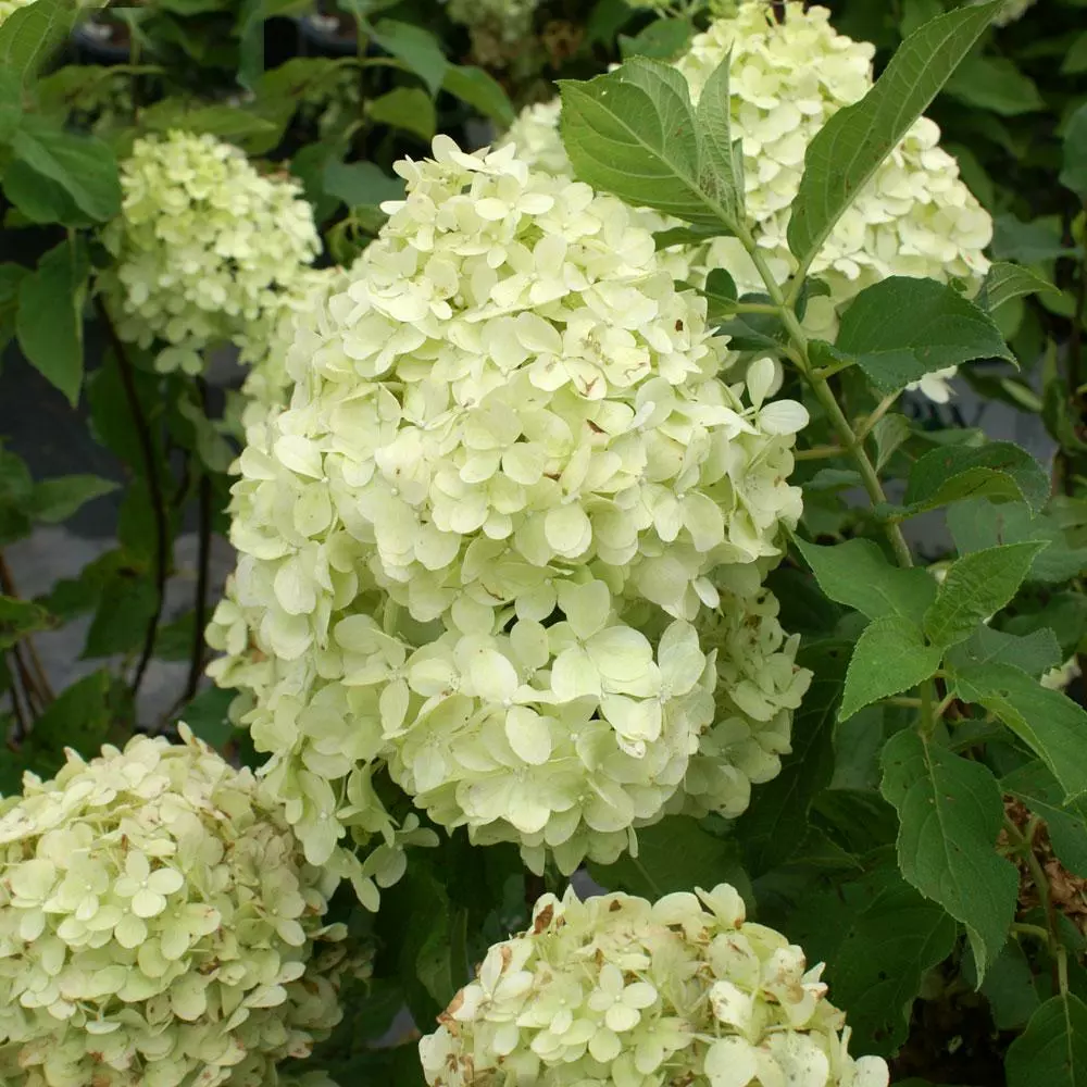 Brighter Blooms Limelight Hydrangea Shrub Shrubs & Hedges 4 Brighter Blooms Limelight Hydrangea Shrub Shrubs & Hedges