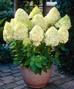 Brighter Blooms Limelight Hydrangea Shrub Shrubs & Hedges 8 Brighter Blooms Limelight Hydrangea Shrub Shrubs & Hedges