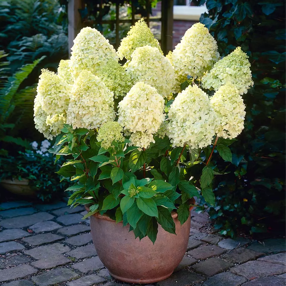 Brighter Blooms Limelight Hydrangea Shrub Shrubs & Hedges 3 Brighter Blooms Limelight Hydrangea Shrub Shrubs & Hedges