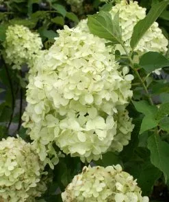 Brighter Blooms Limelight Hydrangea Tree Shrubs & Hedges 10 Brighter Blooms Limelight Hydrangea Tree Shrubs & Hedges