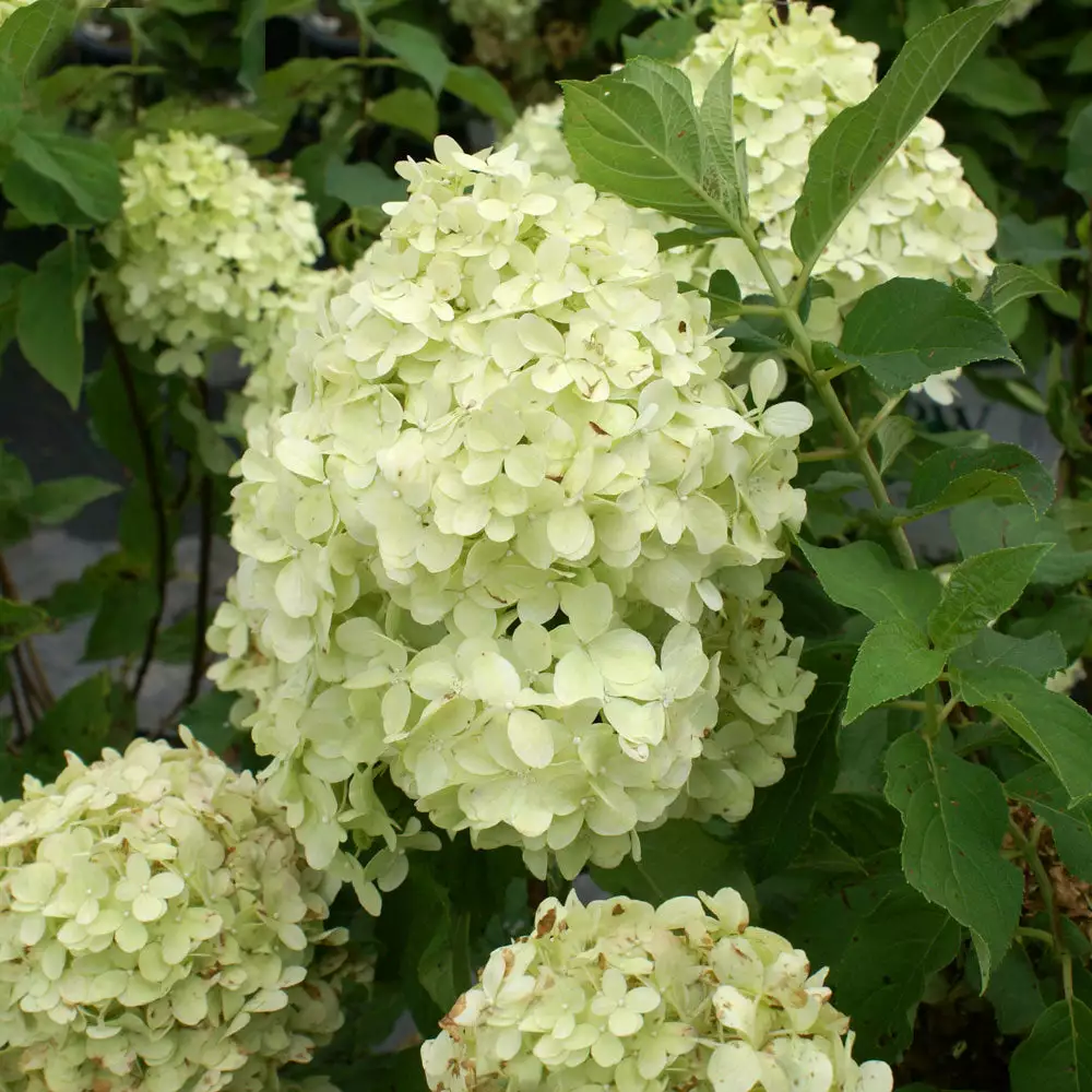 Brighter Blooms Limelight Hydrangea Tree Shrubs & Hedges 5 Brighter Blooms Limelight Hydrangea Tree Shrubs & Hedges