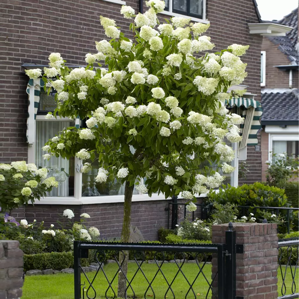 Brighter Blooms Limelight Hydrangea Tree Shrubs & Hedges 2 Brighter Blooms Limelight Hydrangea Tree Shrubs & Hedges
