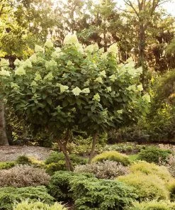 Brighter Blooms Limelight Hydrangea Tree Shrubs & Hedges 9 Brighter Blooms Limelight Hydrangea Tree Shrubs & Hedges