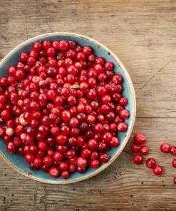 Brighter Blooms Lingonberry Plant 5 Brighter Blooms Lingonberry Plant
