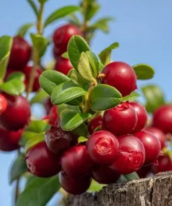 Brighter Blooms Lingonberry Plant