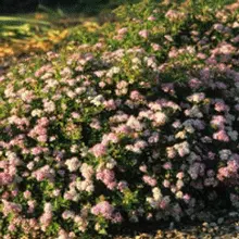 Brighter Blooms Shrubs & Hedges Little Princess Spirea Shrub