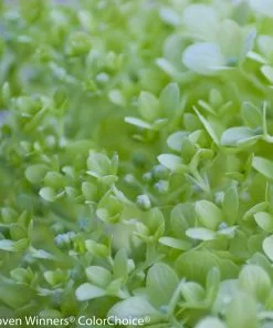 Brighter Blooms Shrubs & Hedges Little Lime® Hydrangea Tree 5 Brighter Blooms Shrubs & Hedges Little Lime® Hydrangea Tree