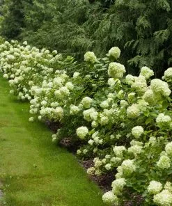 Brighter Blooms Little Lime® Hydrangea Shrub