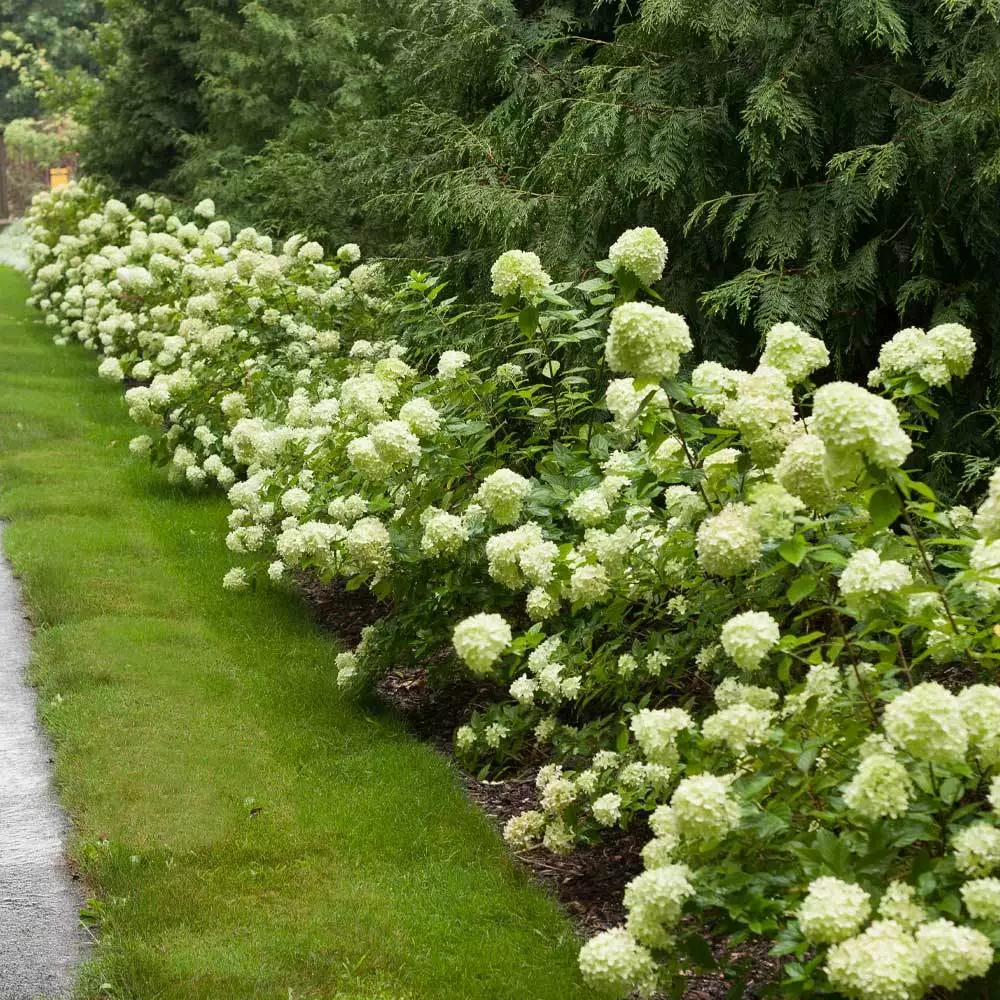 Brighter Blooms Little Lime® Hydrangea Shrub 2 Brighter Blooms Little Lime® Hydrangea Shrub