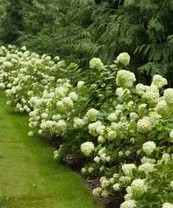 BrighterBlooms.com Little Lime® Hydrangea Shrub
