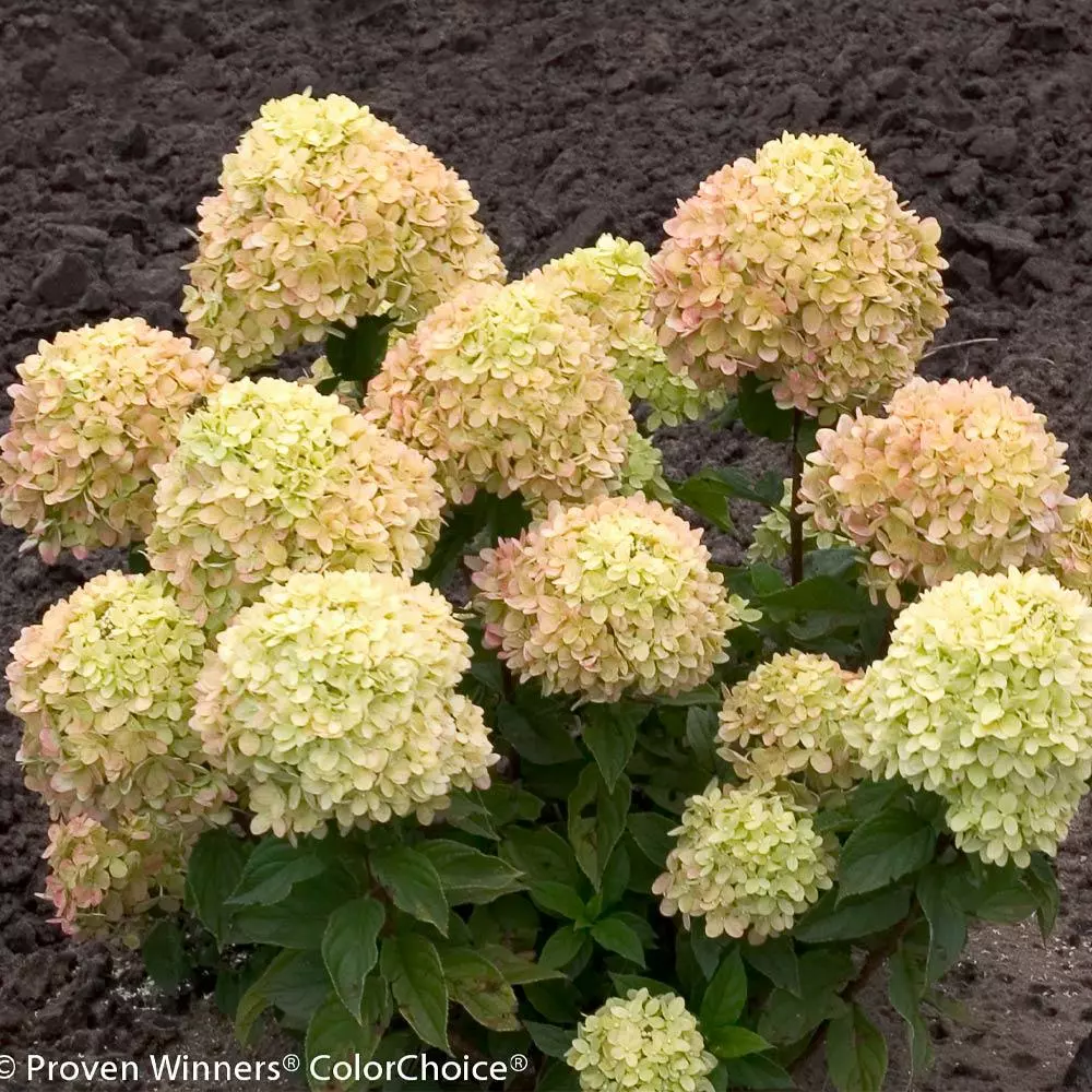 Brighter Blooms Little Lime® Hydrangea Shrub 5 Brighter Blooms Little Lime® Hydrangea Shrub