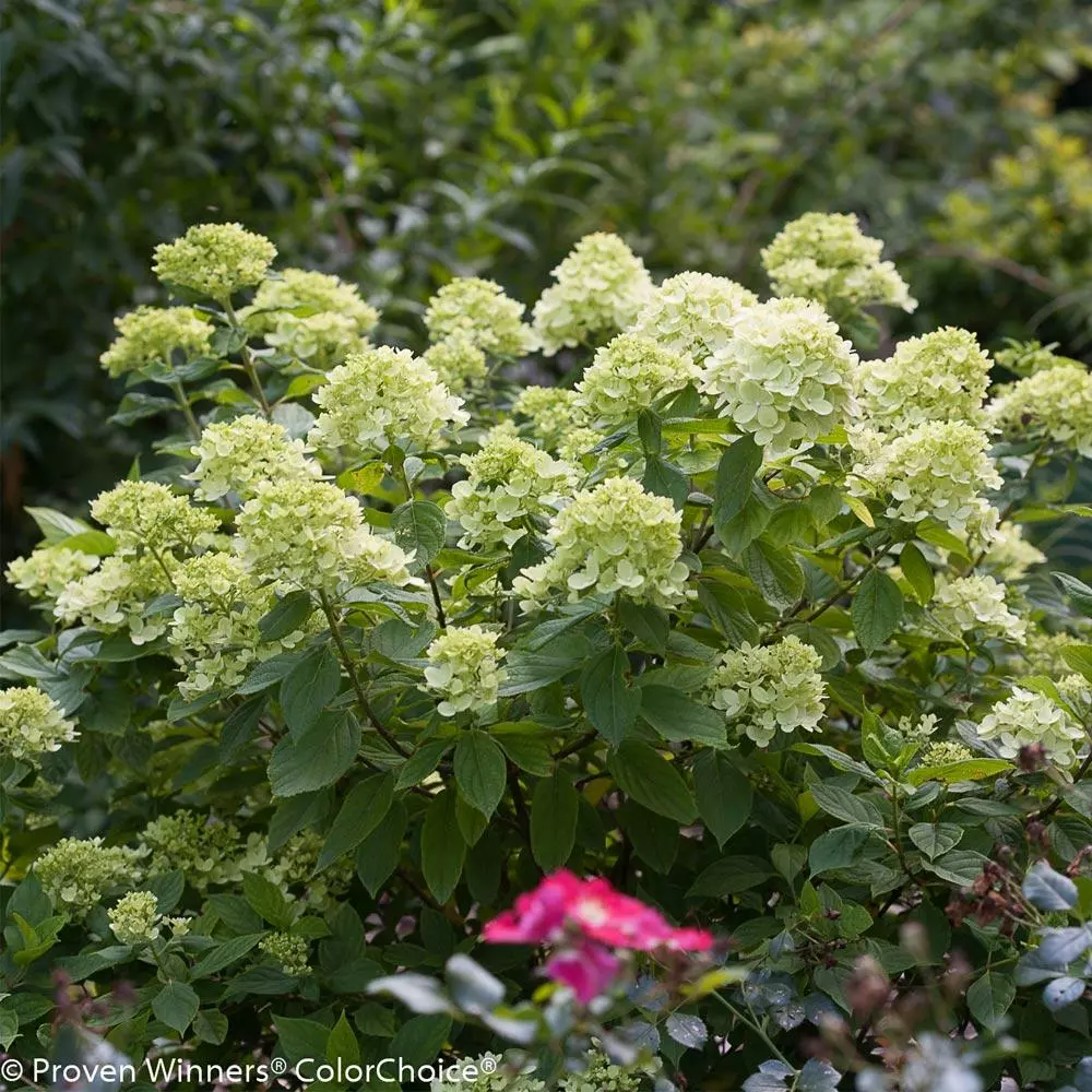Brighter Blooms Little Lime® Hydrangea Shrub 3 Brighter Blooms Little Lime® Hydrangea Shrub