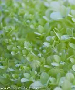 Brighter Blooms Little Lime® Hydrangea Shrub 9 Brighter Blooms Little Lime® Hydrangea Shrub