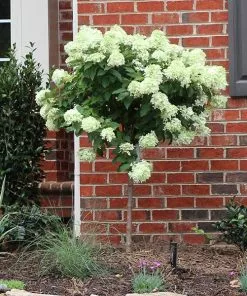 Brighter Blooms Shrubs & Hedges Little Lime® Hydrangea Tree