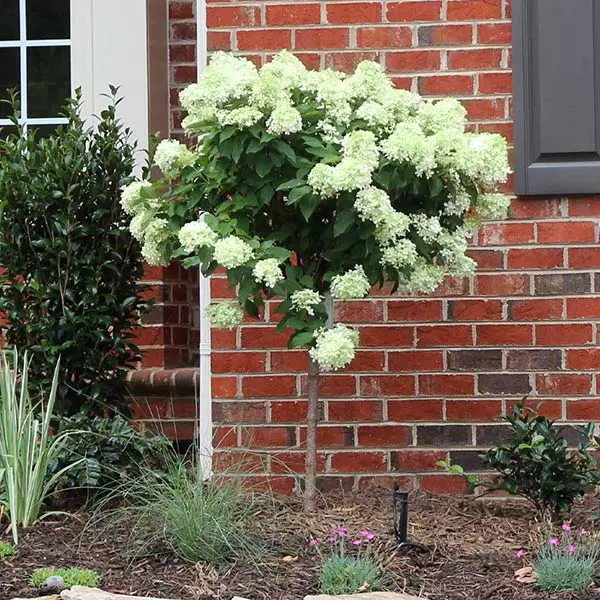 Brighter Blooms Shrubs & Hedges Little Lime® Hydrangea Tree 1 Brighter Blooms Shrubs & Hedges Little Lime® Hydrangea Tree