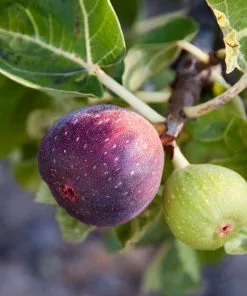Brighter Blooms Little Miss Figgy™ Fig Tree 6 Brighter Blooms Little Miss Figgy™ Fig Tree