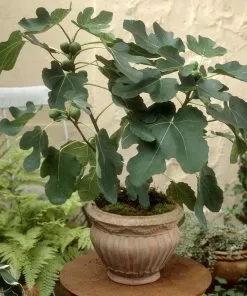Brighter Blooms Little Miss Figgy™ Fig Tree
