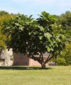 Brighter Blooms Little Miss Figgy™ Fig Tree 7 Brighter Blooms Little Miss Figgy™ Fig Tree
