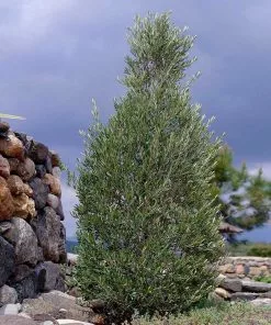 Brighter Blooms New Trees 'Little Ollie' Dwarf Olive Tree