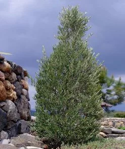 Brighter Blooms New Trees 'Little Ollie' Dwarf Olive Tree