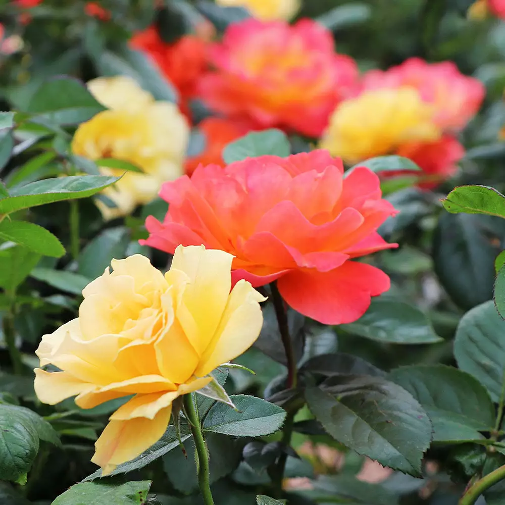 Brighter Blooms Livin' Easy™ And Easy Going™ Two-fer® Rose Tree 2 Brighter Blooms Livin' Easy™ And Easy Going™ Two-fer® Rose Tree