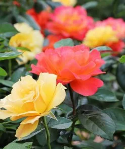 Brighter Blooms Livin' Easy™ And Easy Going™ Two-fer® Rose Tree