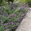 Brighter Blooms Lo And Behold Bluechip Butterfly Bush SHOP ALL