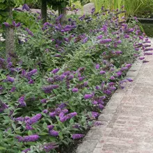 Brighter Blooms Lo And Behold Bluechip Butterfly Bush SHOP ALL