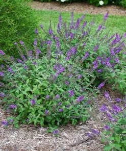 Brighter Blooms Lo And Behold® Blue Chip Jr. Butterfly Bush SHOP ALL