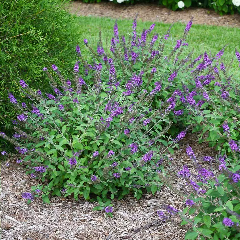 Brighter Blooms Lo And Behold® Blue Chip Jr. Butterfly Bush SHOP ALL 2 Brighter Blooms Lo And Behold® Blue Chip Jr. Butterfly Bush SHOP ALL
