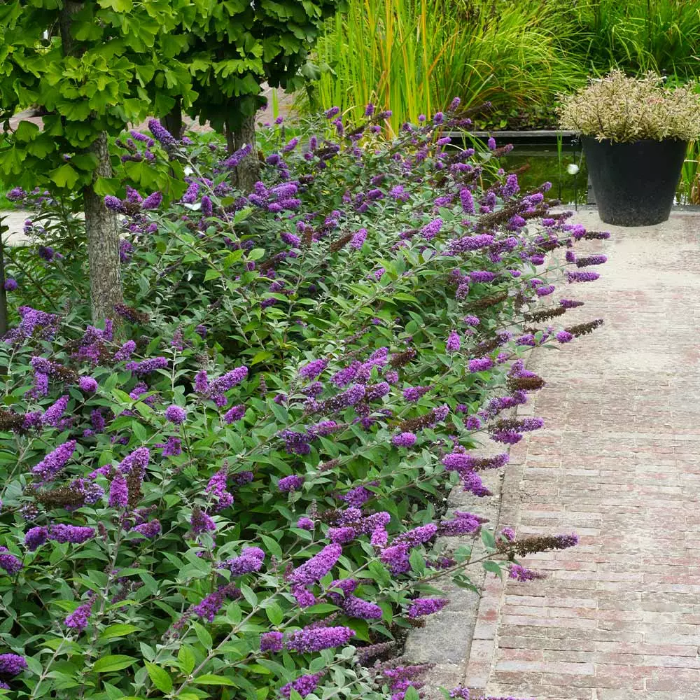 Brighter Blooms Lo And Behold® Blue Chip Jr. Butterfly Bush SHOP ALL 3 Brighter Blooms Lo And Behold® Blue Chip Jr. Butterfly Bush SHOP ALL