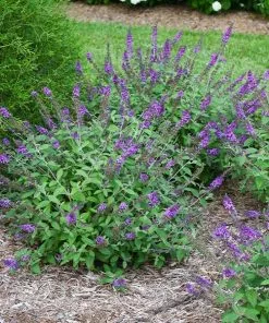Brighter Blooms Lo And Behold® Blue Chip Jr. Butterfly Bush SHOP ALL