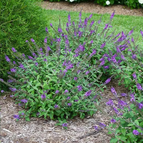 Brighter Blooms Lo And Behold® Blue Chip Jr. Butterfly Bush SHOP ALL 1 Brighter Blooms Lo And Behold® Blue Chip Jr. Butterfly Bush SHOP ALL