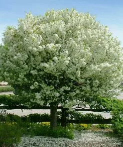 Brighter Blooms Lollipop® Crabapple Tree