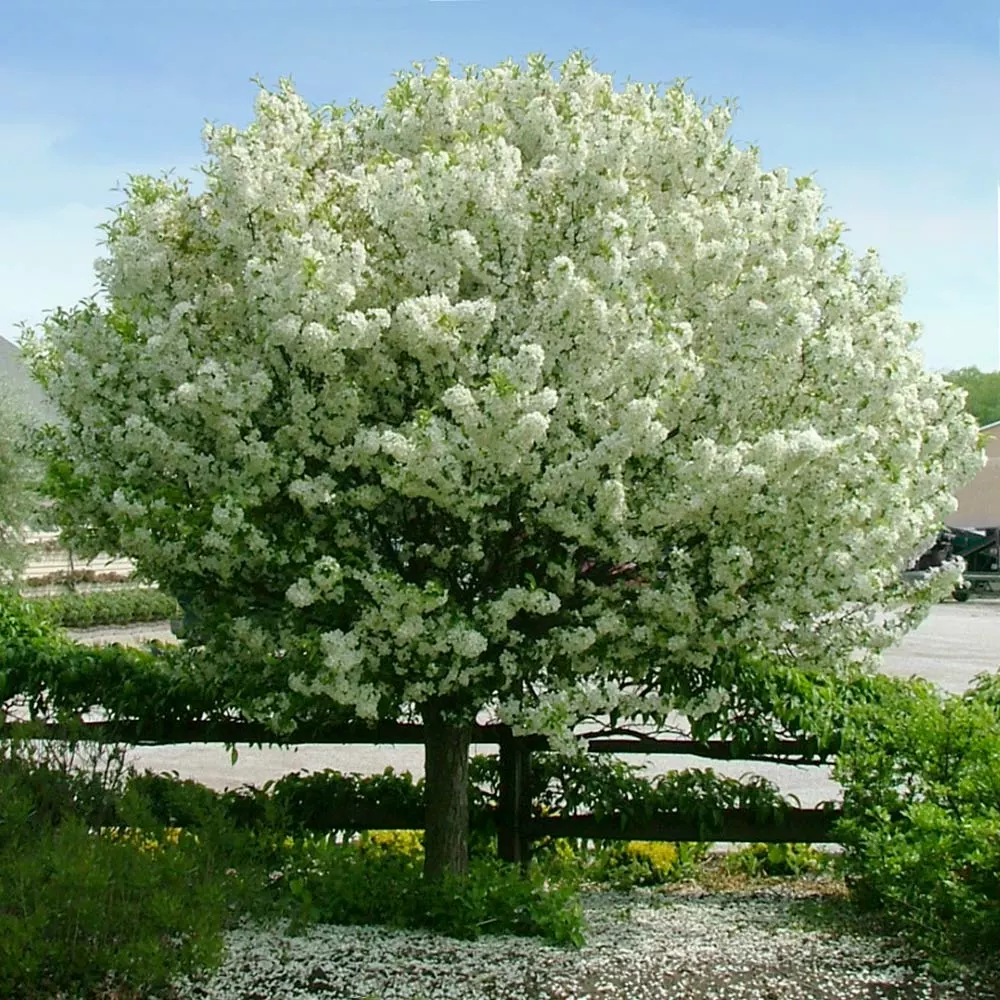 Brighter Blooms Lollipop® Crabapple Tree 2 Brighter Blooms Lollipop® Crabapple Tree